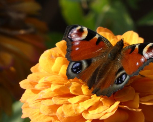 Jesienne motyle