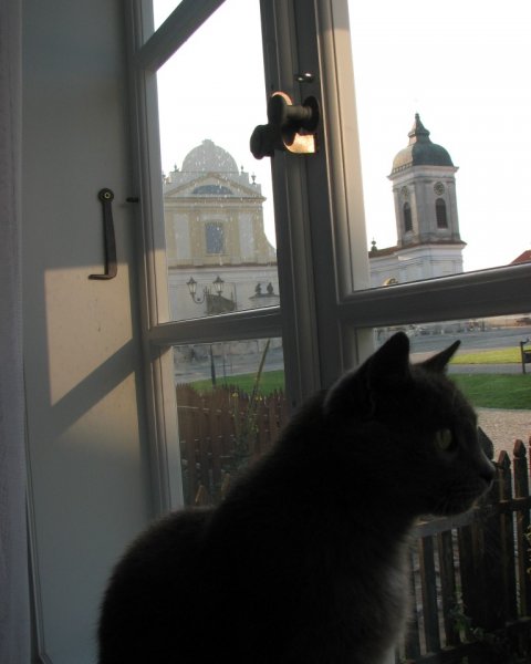 Kot na nowym oknie